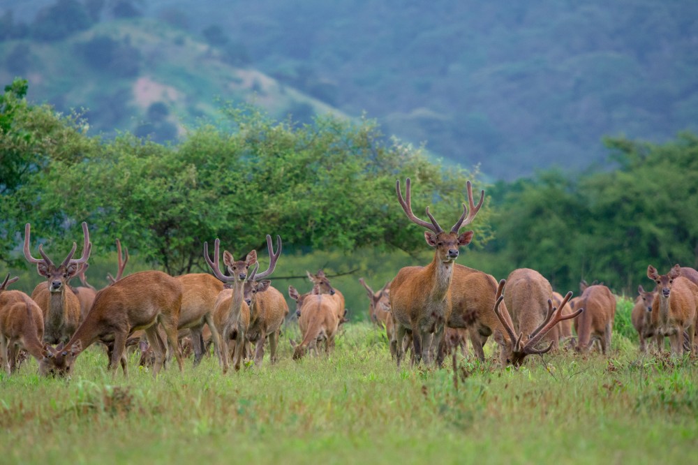 Deer Timor at Komodo National Park